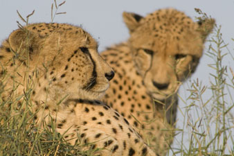 Two cheetahs, a portrait